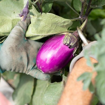 منزل الضيف سانتو ستيفانو بيلبو  في Vigne Di Fagnano 1709 Eco Relais المظهر الخارجي الصورة
