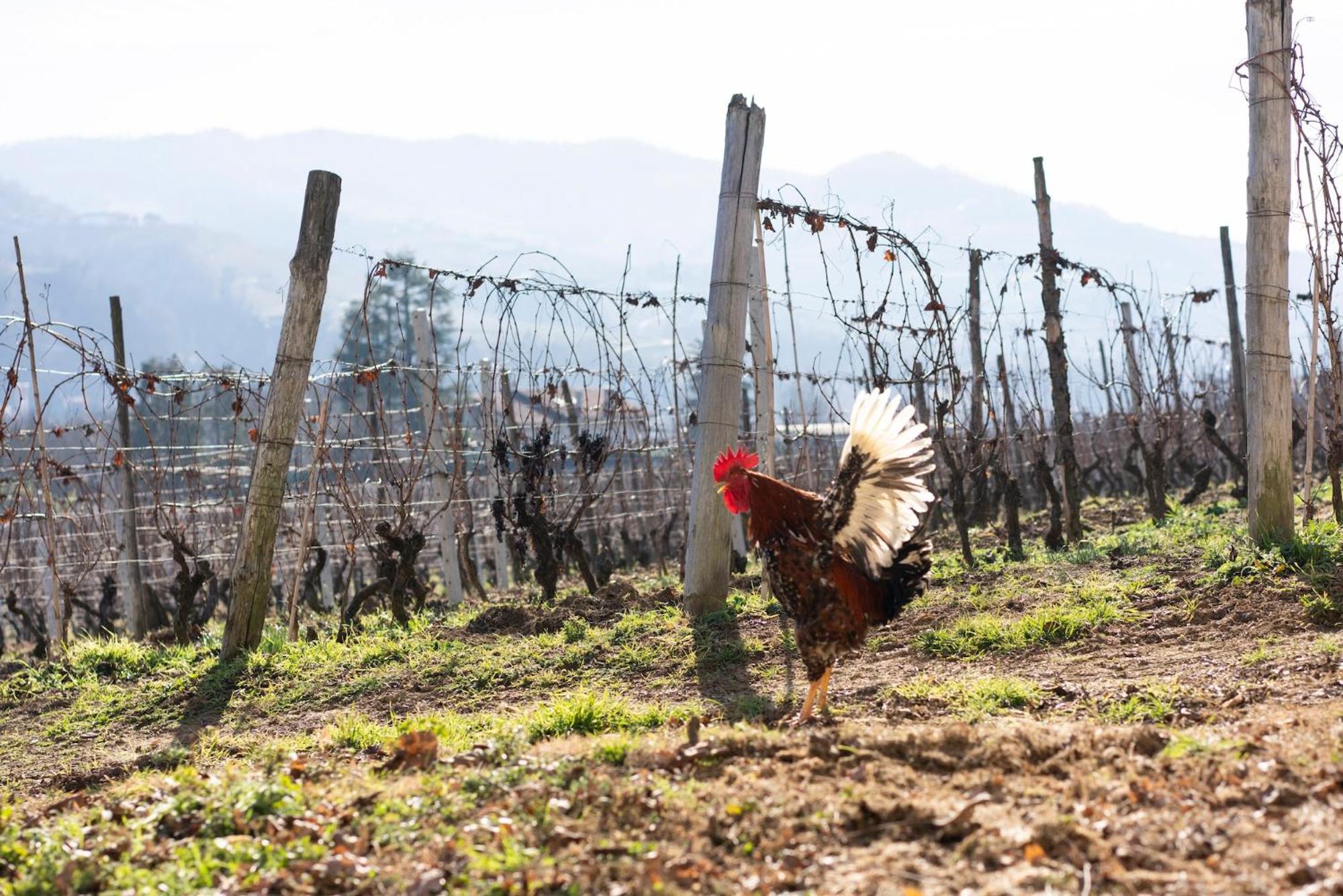 منزل الضيف سانتو ستيفانو بيلبو  في Vigne Di Fagnano 1709 Eco Relais المظهر الخارجي الصورة